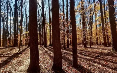 Trail-Proof Your Ankles: Fall Running Essentials